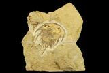 Rare, Olenellus Trilobite From Rome Shale - Alabama #181843-1